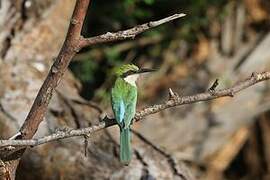 Somali Bee-eater