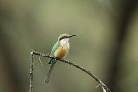 Somali Bee-eater