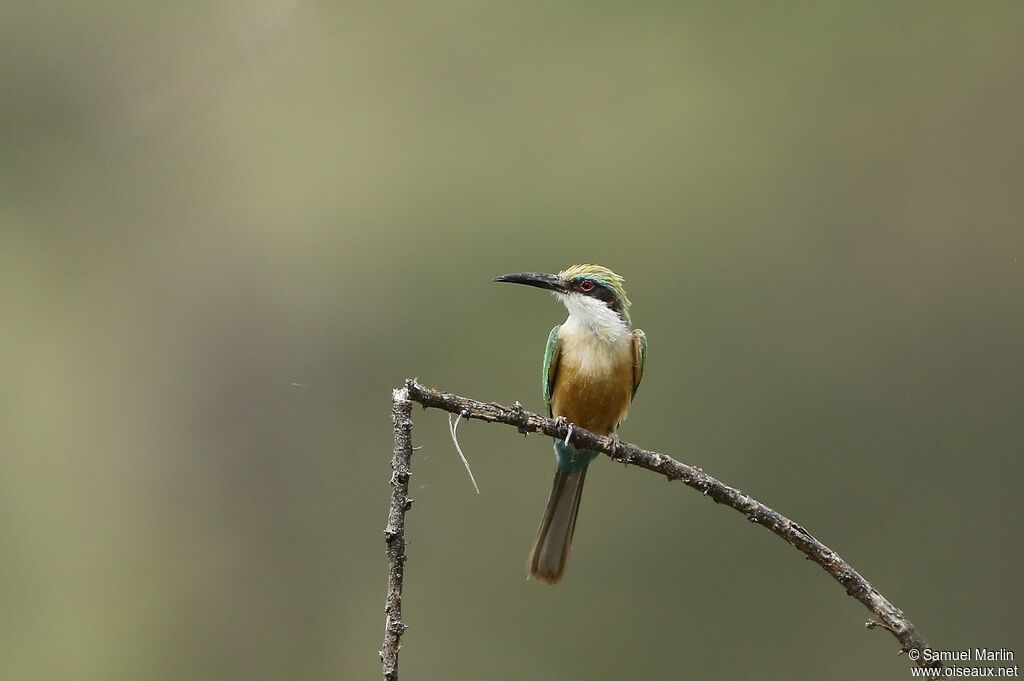 Somali Bee-eateradult