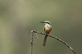 Somali Bee-eater