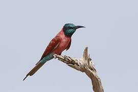 Northern Carmine Bee-eater