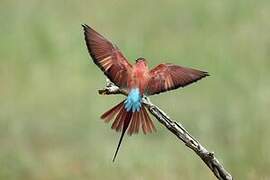 Northern Carmine Bee-eater