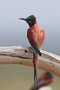 Northern Carmine Bee-eater