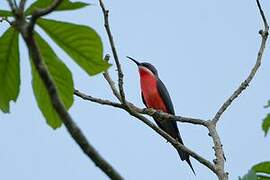 Rosy Bee-eater