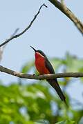 Rosy Bee-eater