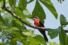 Rosy Bee-eater