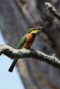 Cinnamon-chested Bee-eater