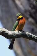 Cinnamon-chested Bee-eater