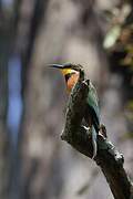 Cinnamon-chested Bee-eater