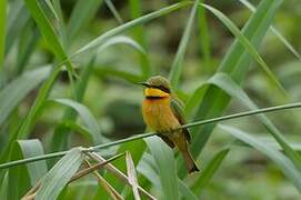 Little Bee-eater