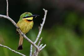 Little Bee-eater