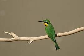 Little Bee-eater