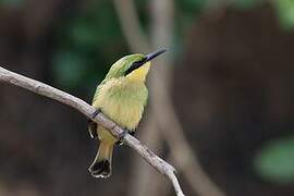 Little Bee-eater