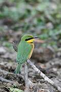 Little Bee-eater