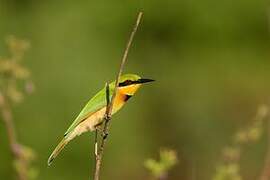 Little Bee-eater