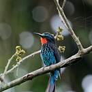Guêpier noir