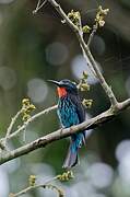 Black Bee-eater