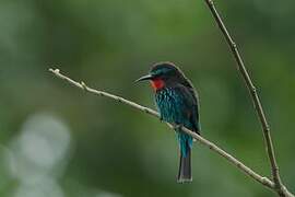 Black Bee-eater