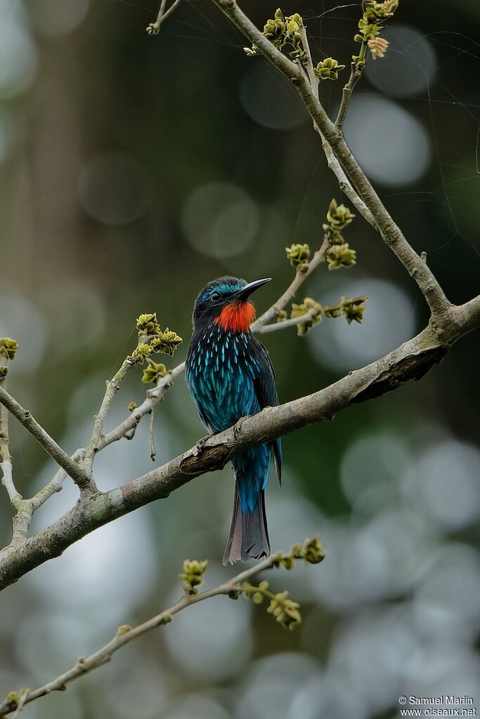 Black Bee-eater