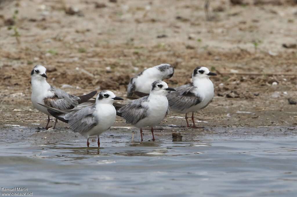 White-winged Tern, habitat, pigmentation