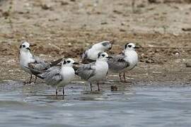 White-winged Tern