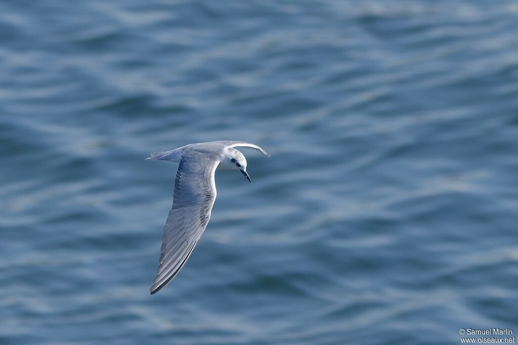 White-winged Ternadult, Flight