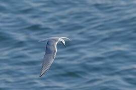 White-winged Tern