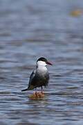 Whiskered Tern