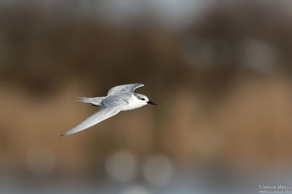 Whiskered Ternsubadult, Flight