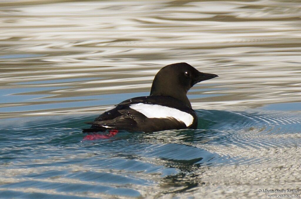 Black Guillemot male adult