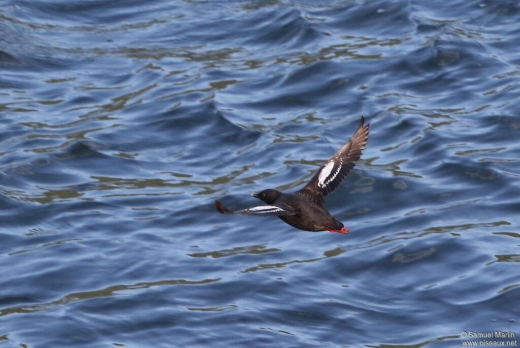 Guillemot colombinadulte, Vol