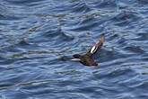 Guillemot colombin