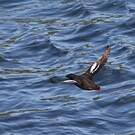 Guillemot colombin