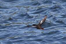 Guillemot colombin