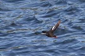 Pigeon Guillemot