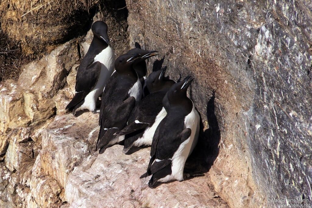 Guillemot de Brünnichadulte