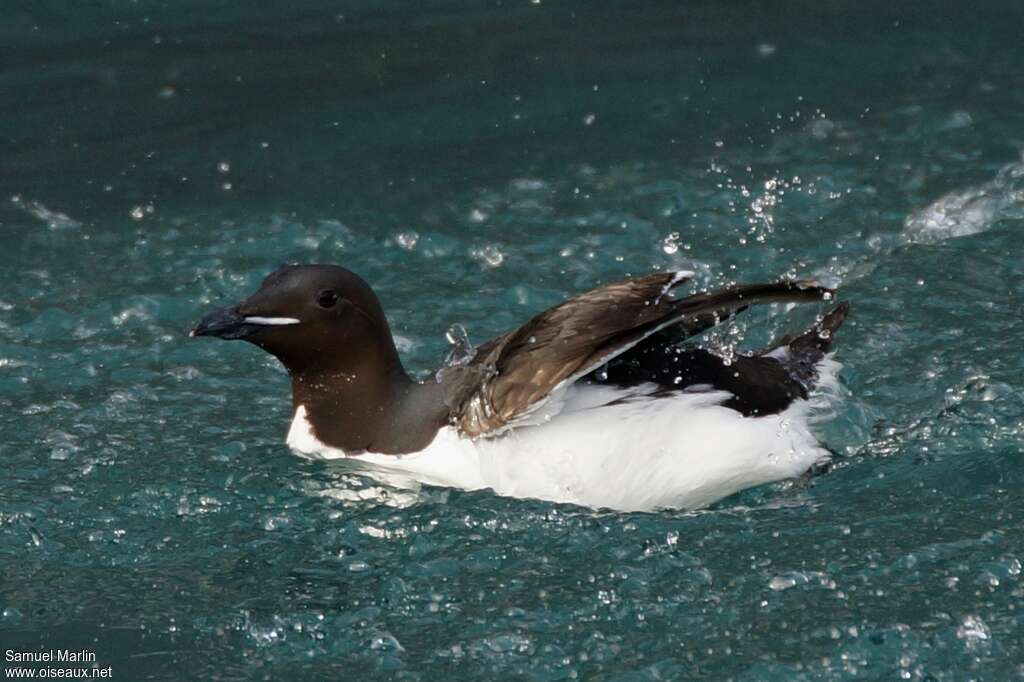 Guillemot de Brünnichadulte nuptial, soins, pigmentation