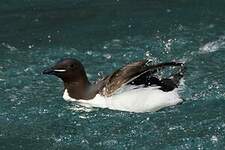 Guillemot de Brünnich