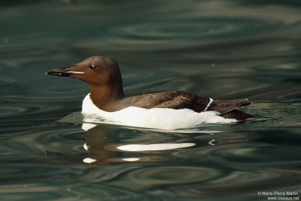 Guillemot de Brünnichadulte