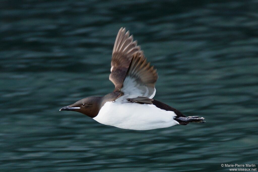 Guillemot de Brünnichadulte, Vol