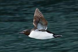 Thick-billed Murre