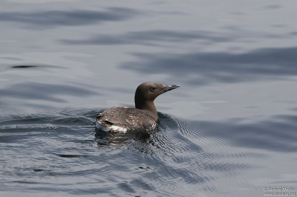 Guillemot de Troïladulte