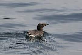 Common Murre