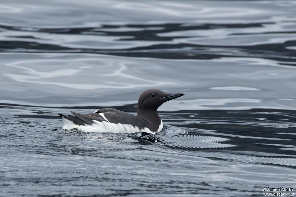 Guillemot de Troïladulte