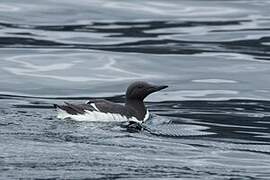 Guillemot de Troïl