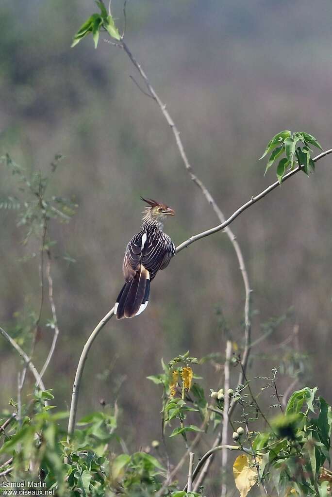 Guira Cuckooadult, habitat, song