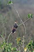 Guira Cuckoo