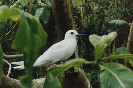 White Tern