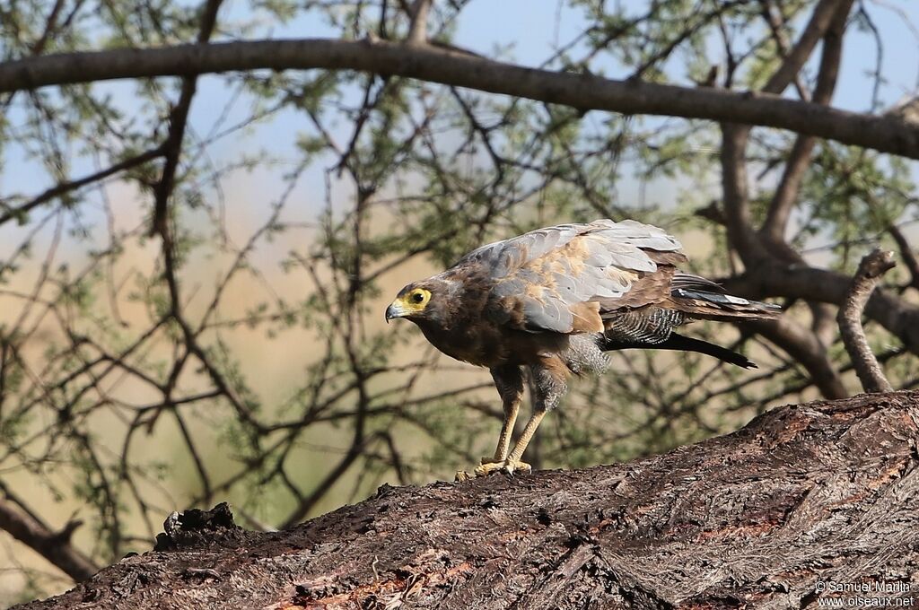 African Harrier-Hawkadult