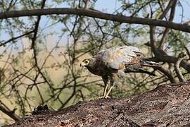 African Harrier-Hawk